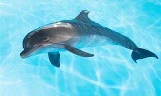 Qué planeta coincide con tu personalidad: Delfín