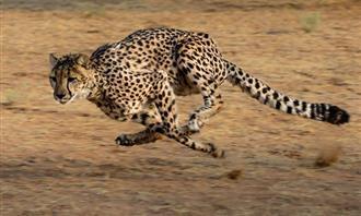 Qué planeta coincide con tu personalidad: Cheetah