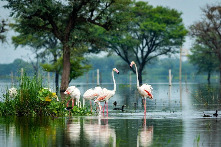 Santuarios De Aves, Santuario de Aves de Bharatpur, India