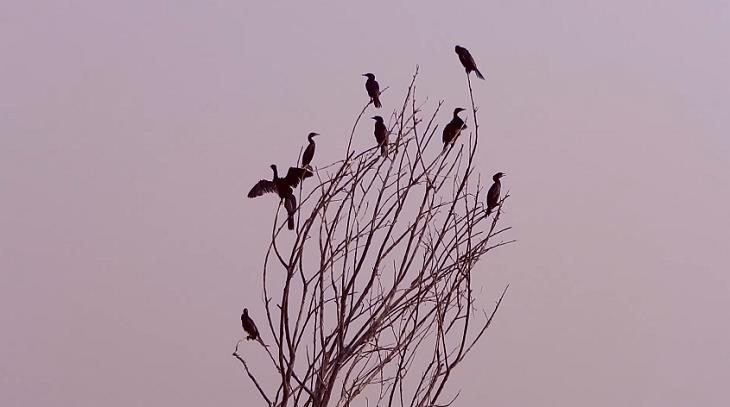 Santuarios De Aves, Santuario de Aves Nal Sarovar, India