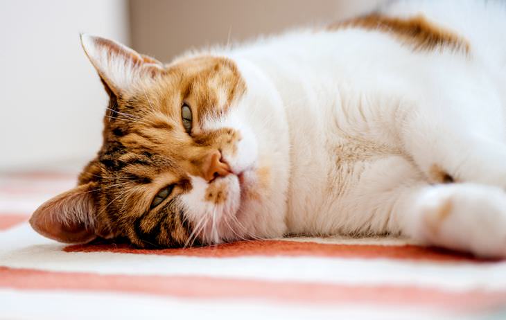 Signos De Depresión En Mascotas, está durmiendo menos o más