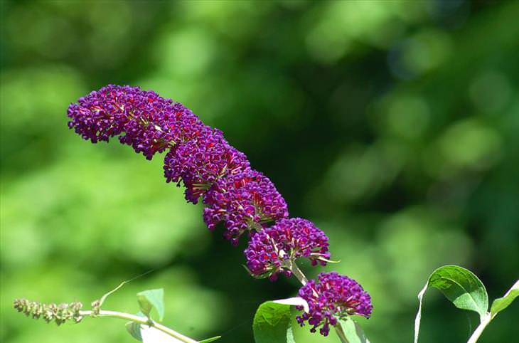 Flores Para El Jardín, Arbusto de mariposas