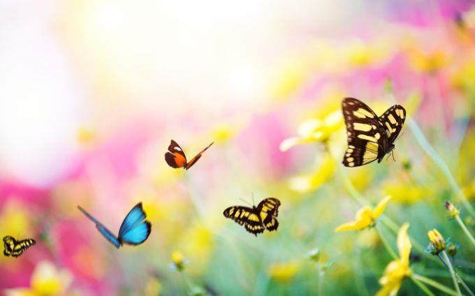 Qué jardín se esconde en tu alma: mariposas