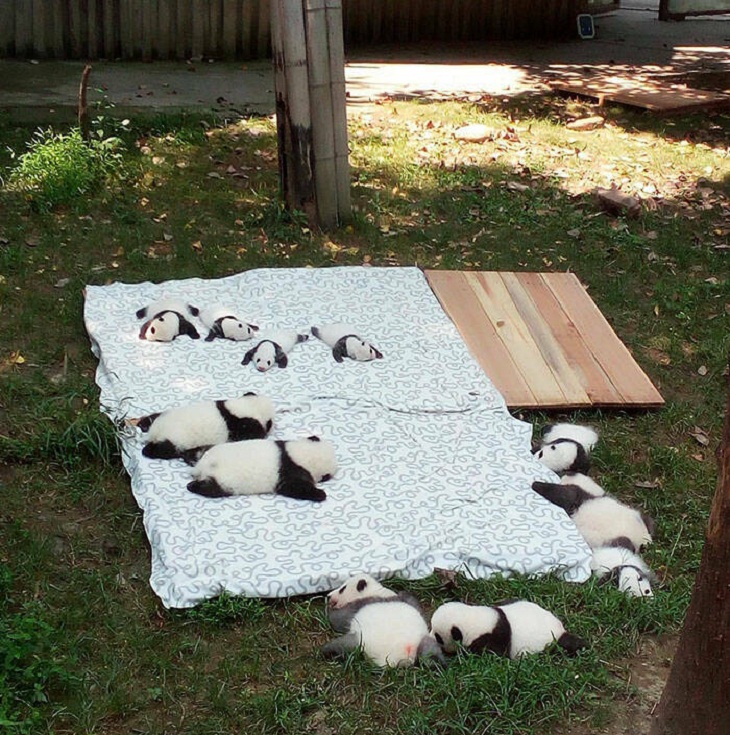 Animales Bebés, pandas