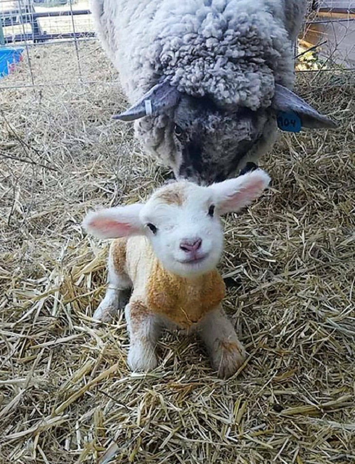 Animales Bebés, oveja