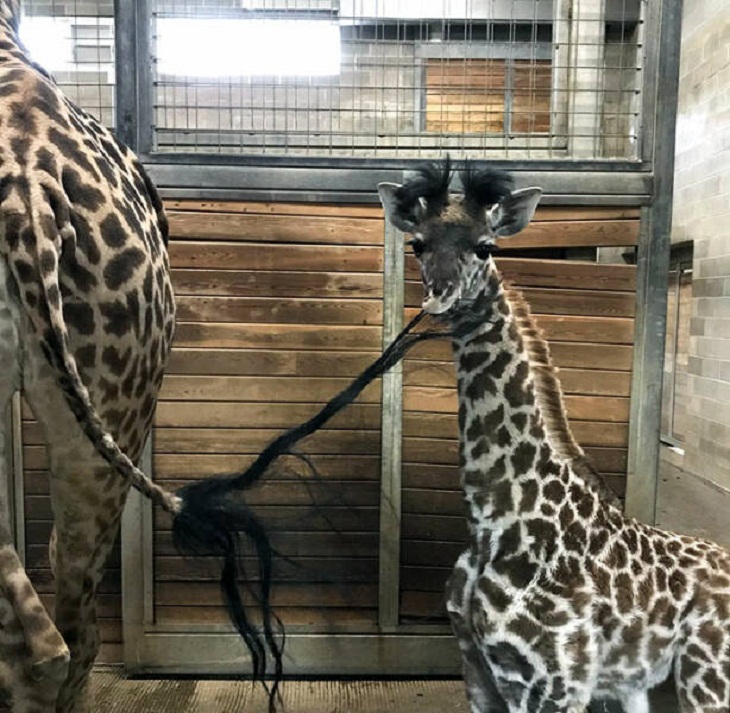 Animales Bebés, jirafa