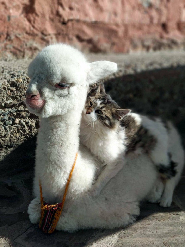 Animales Bebés, alpaca 