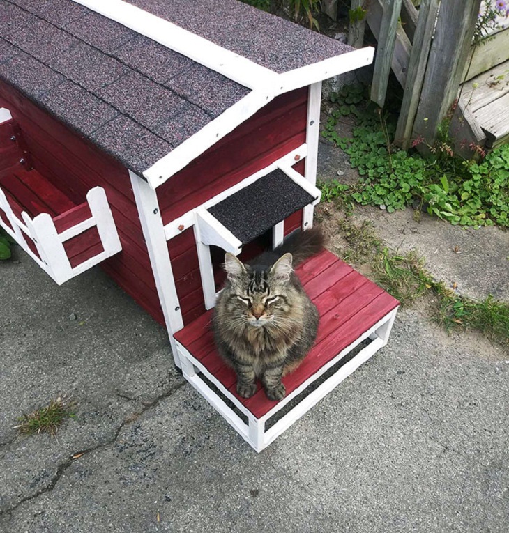 Inventos Para Mascotas, casa para gato callejero