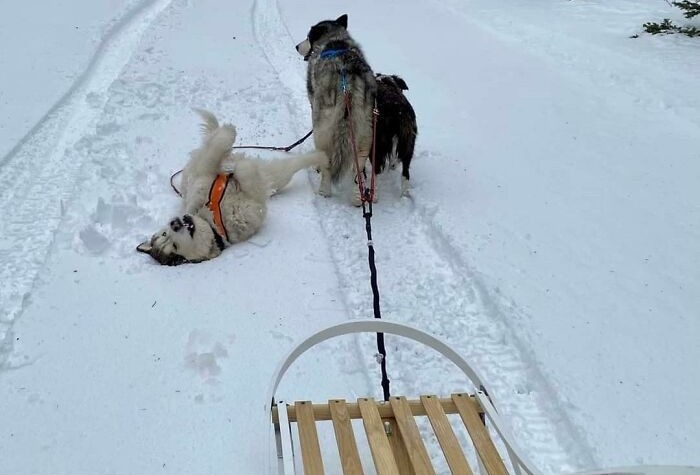Perros En Situaciones Divertidas, Perro acostado en la nieve