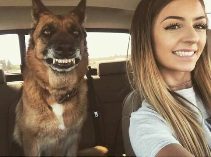 Perros En Situaciones Divertidas, Perro mostrando sus dientes