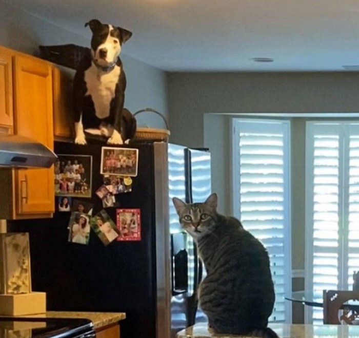 Perros En Situaciones Divertidas, Perro y gato en la cocina