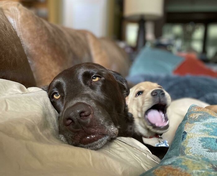Perros En Situaciones Divertidas, Perros descansando en el sofá