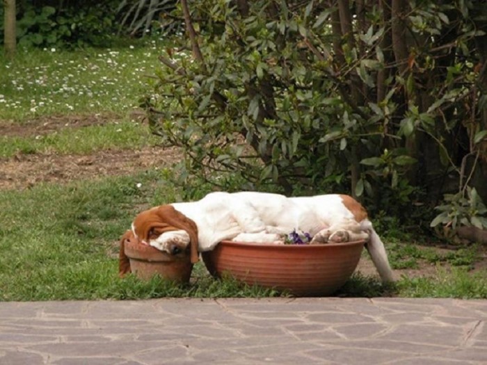 Perros En Situaciones Divertidas, Perro durmiendo en macetas