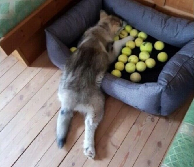 Perros En Situaciones Divertidas, Perro con pelotas de tenis