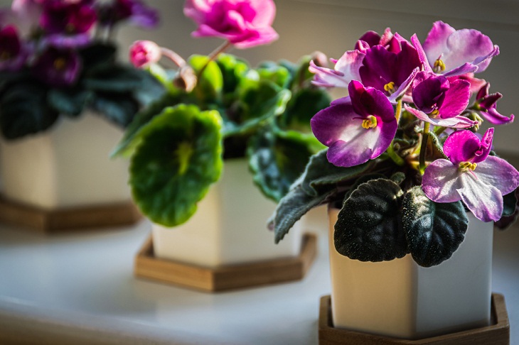 Miniplantas De Interior, Violetas africanas