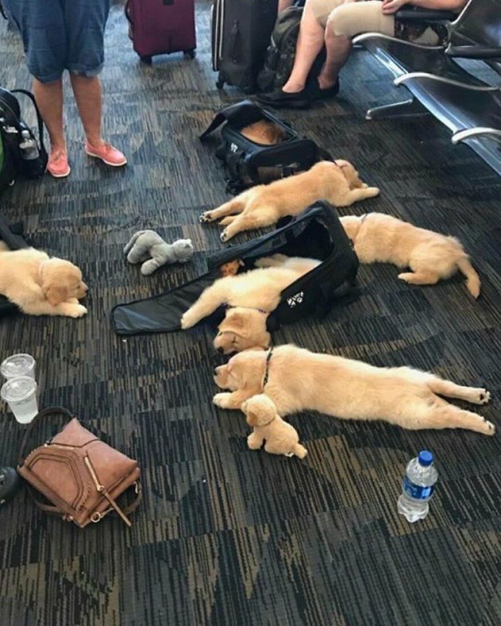 Fotos Aeropuertos, cachorros