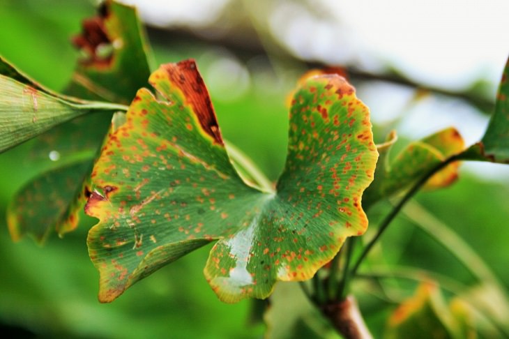 Guía Para El Cuidado De Las Plantas, hojas con manchas oscuras y bordes amarillentos