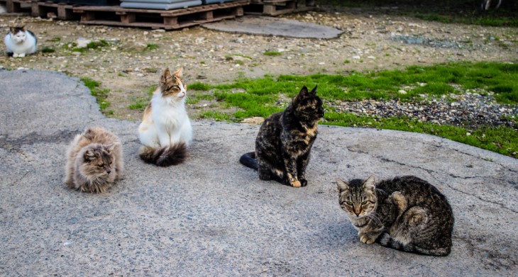 Cómo Mantener Alejados a Los Gatos Callejeros Sin Dañarlos, gatos callejeros