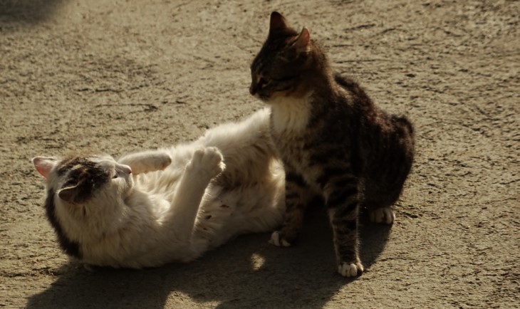 Cómo Mantener Alejados a Los Gatos Callejeros Sin Dañarlos, gatos 