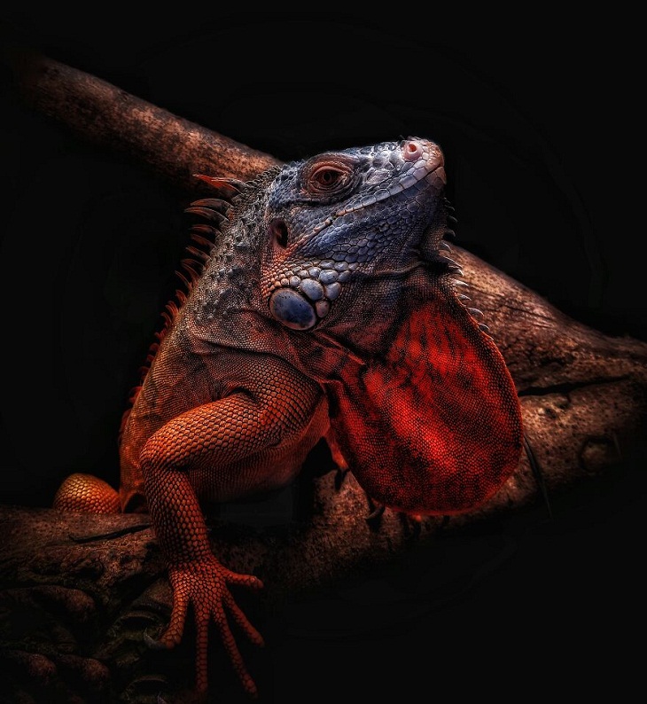 Fotos Premiadas De La Naturaleza, iguana roja bebé