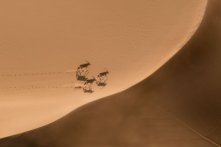 Fotos Premiadas De La Naturaleza, manada de ónices árabes en el desierto