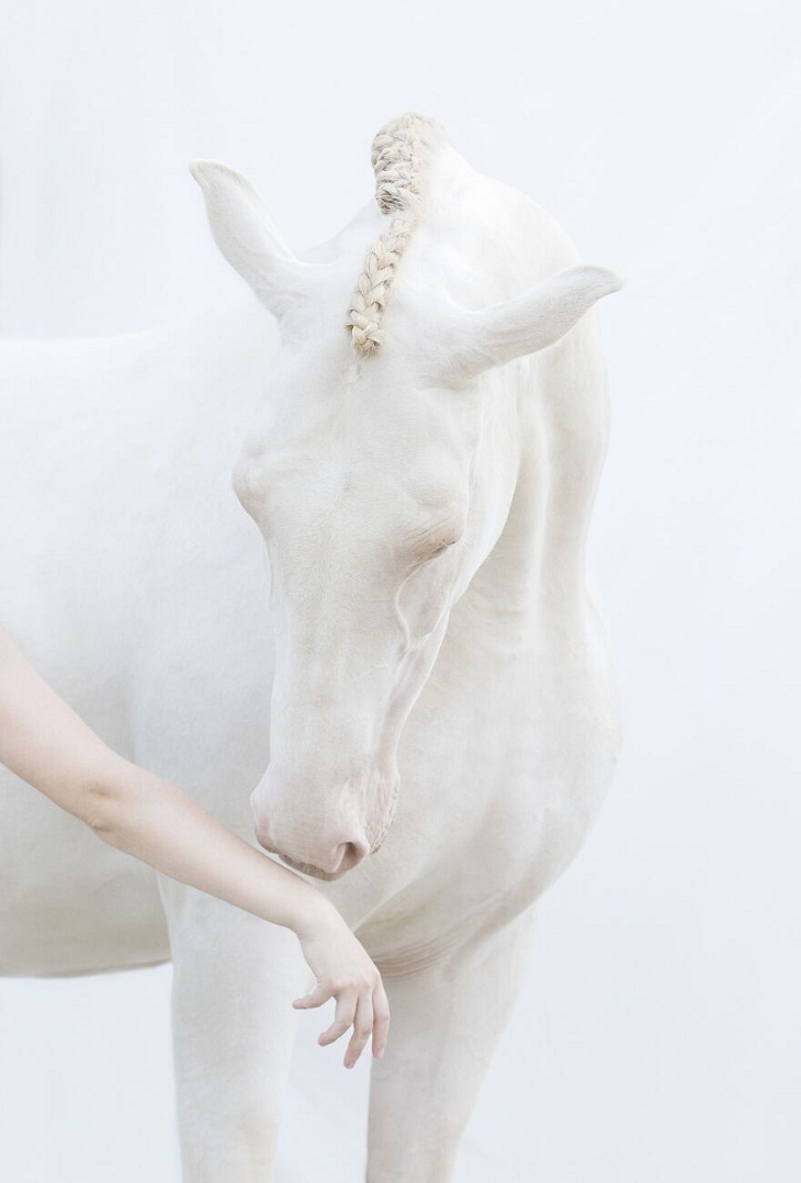 Fotos Premiadas De La Naturaleza, un caballo y su dueño