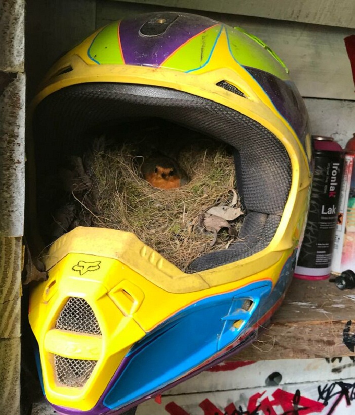 Nidos De Aves En Lugares Inusuales, casco de motocicleta