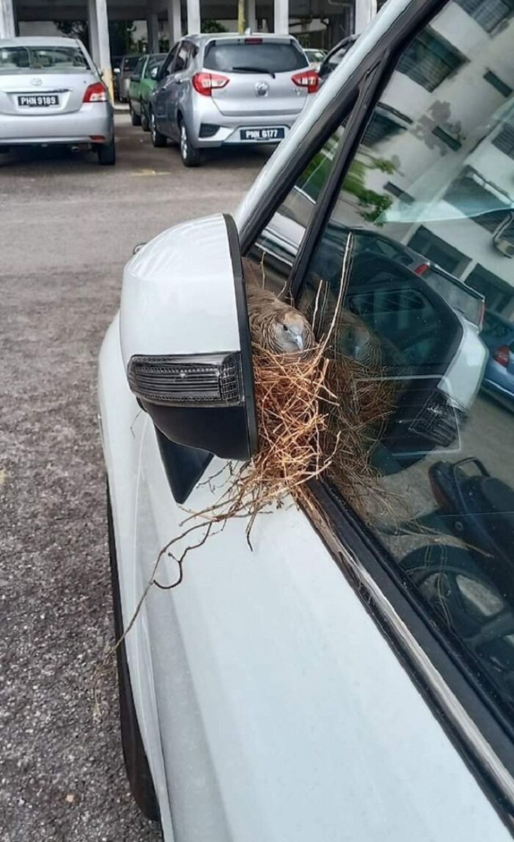 Nidos De Aves En Lugares Inusuales, espejo de un auto