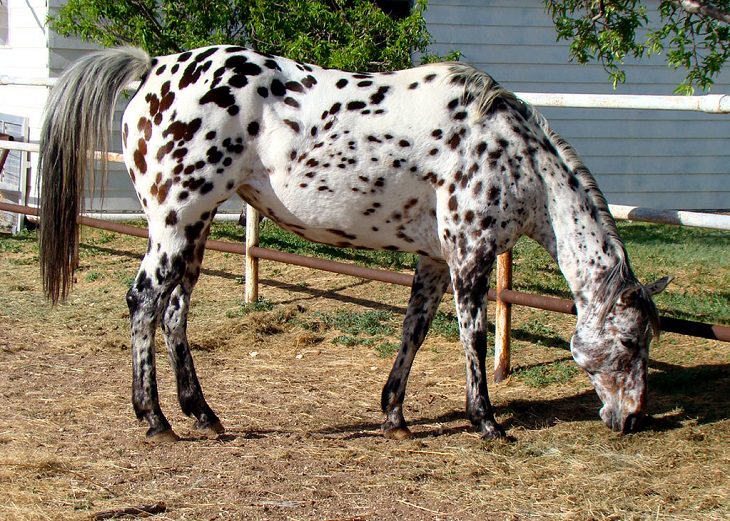Animales De Color Blanco y Negro, El caballo Appaloosa