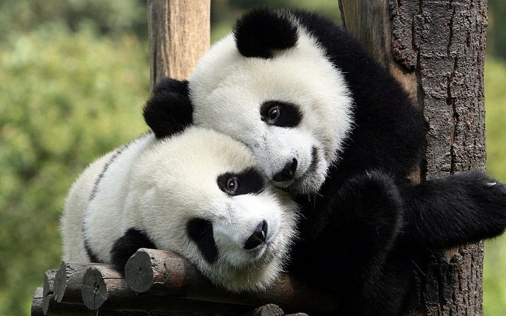 Animales De Color Blanco y Negro, el oso panda