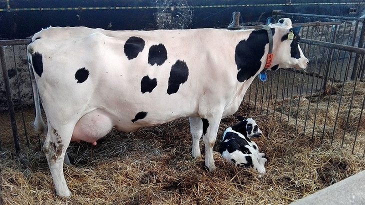 Animales De Color Blanco y Negro, La vaca Holstein