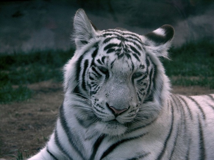 Animales De Color Blanco y Negro, El tigre blanco