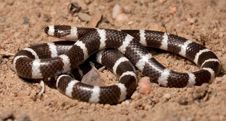 Animales De Color Blanco y Negro, La serpiente Bandy-Bandy del este
