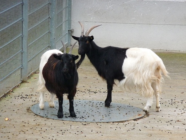 Animales De Color Blanco y Negro, La cabra de cuello negro del Valais