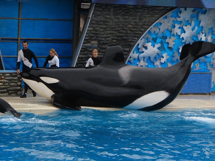 Animales De Color Blanco y Negro,  la ballena Orca