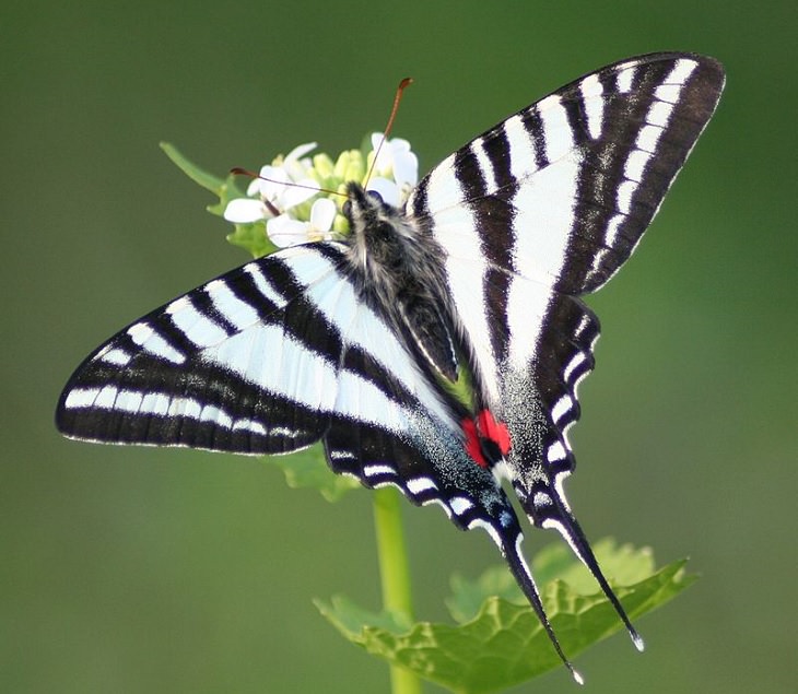 Animales De Color Blanco y Negro, La mariposa golondrina cebra