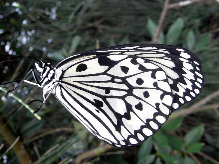 Animales De Color Blanco y Negro, La mariposa cometa de papel