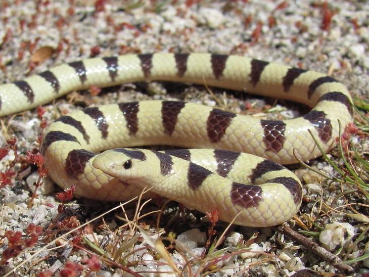 Animales De Color Blanco y Negro, La serpiente nariz de pala de Mojave