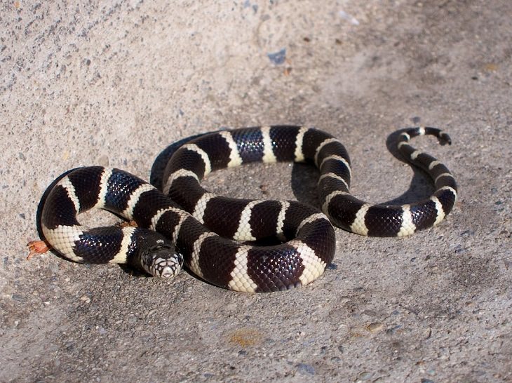 Animales De Color Blanco y Negro, La serpiente rey de California