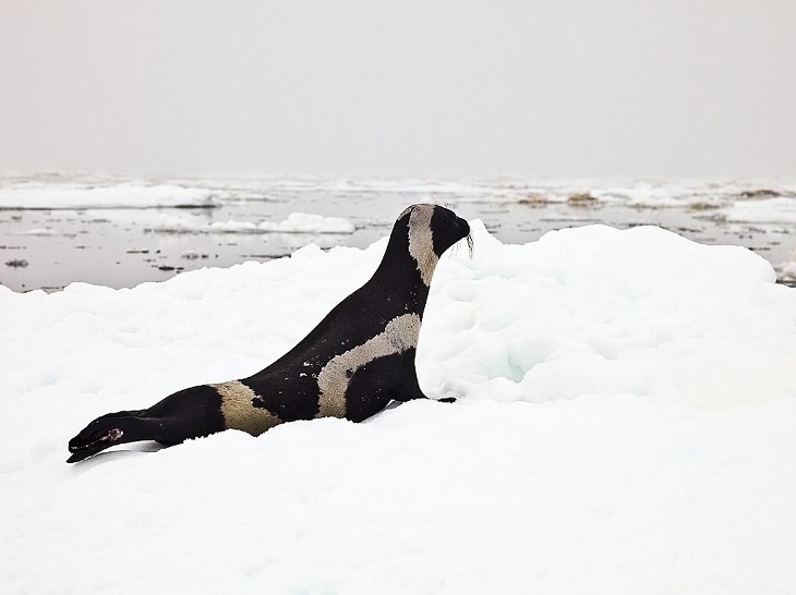 Animales De Color Blanco y Negro, La foca franjeada