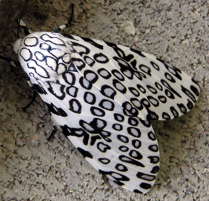 Animales De Color Blanco y Negro, La polilla leopardo gigante