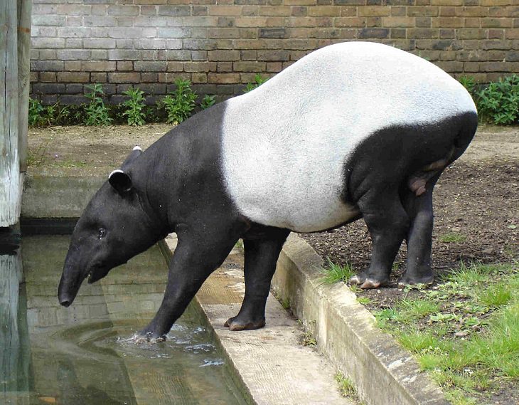 Animales De Color Blanco y Negro, El tapir malayo