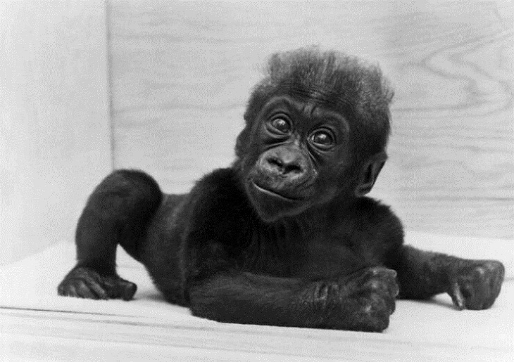 Primer bebé gorila nacido en cautiverio