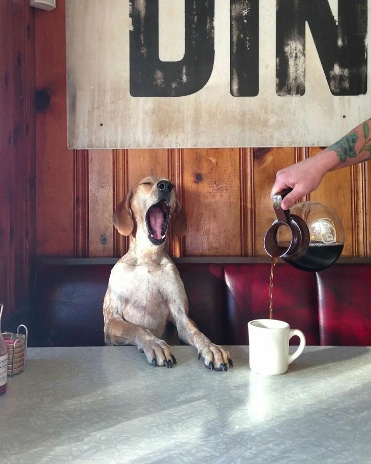 Fotos De Animales, Perro y café