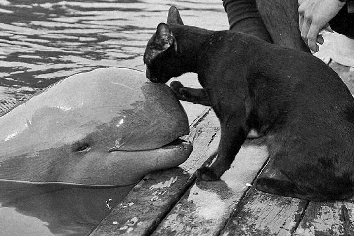Fotos De Animales, Gato y delfín
