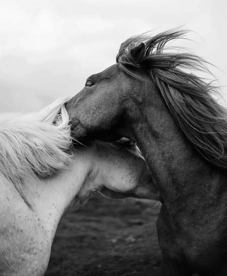 Fotos De Animales, Dos caballos