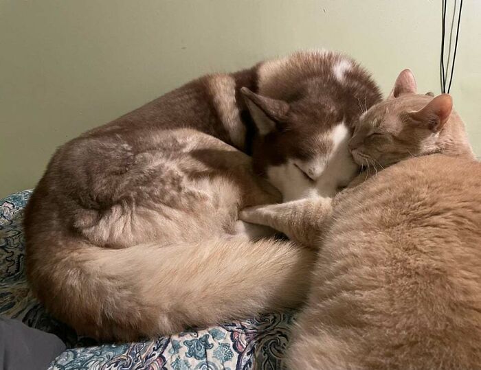 Amistades Animales, gato y perro durmiendo