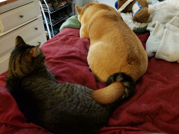 Amistades Animales, perro y gato en la cama