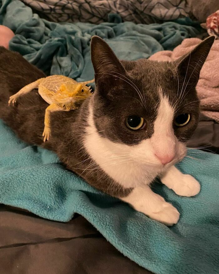 Amistades Animales, gato y camaleón