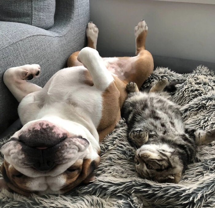 Amistades Animales, perro y gato durmiendo